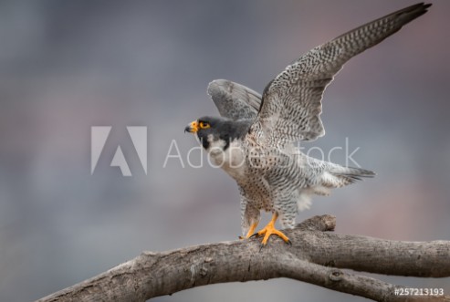 Picture of Peregrine Falcon 
